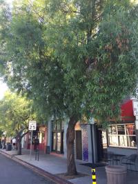 Smaller fruit is often a symptom of insufficient irrigation