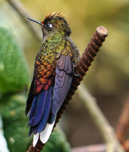 Rainbow-bearded-Thornbill.JPG