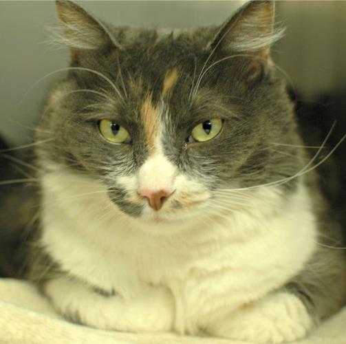 Pima Animal Care Center