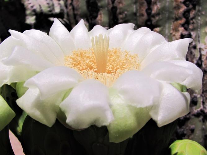 Close view of saguaro bloom
