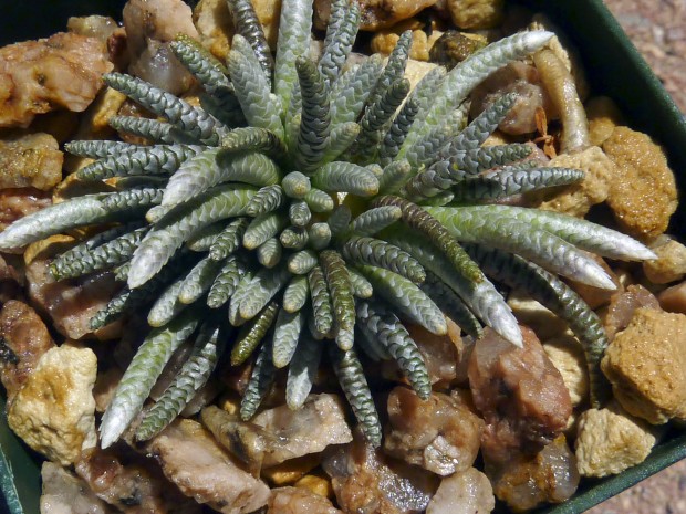 Bizarre botanicals beckon at midtown oasis   