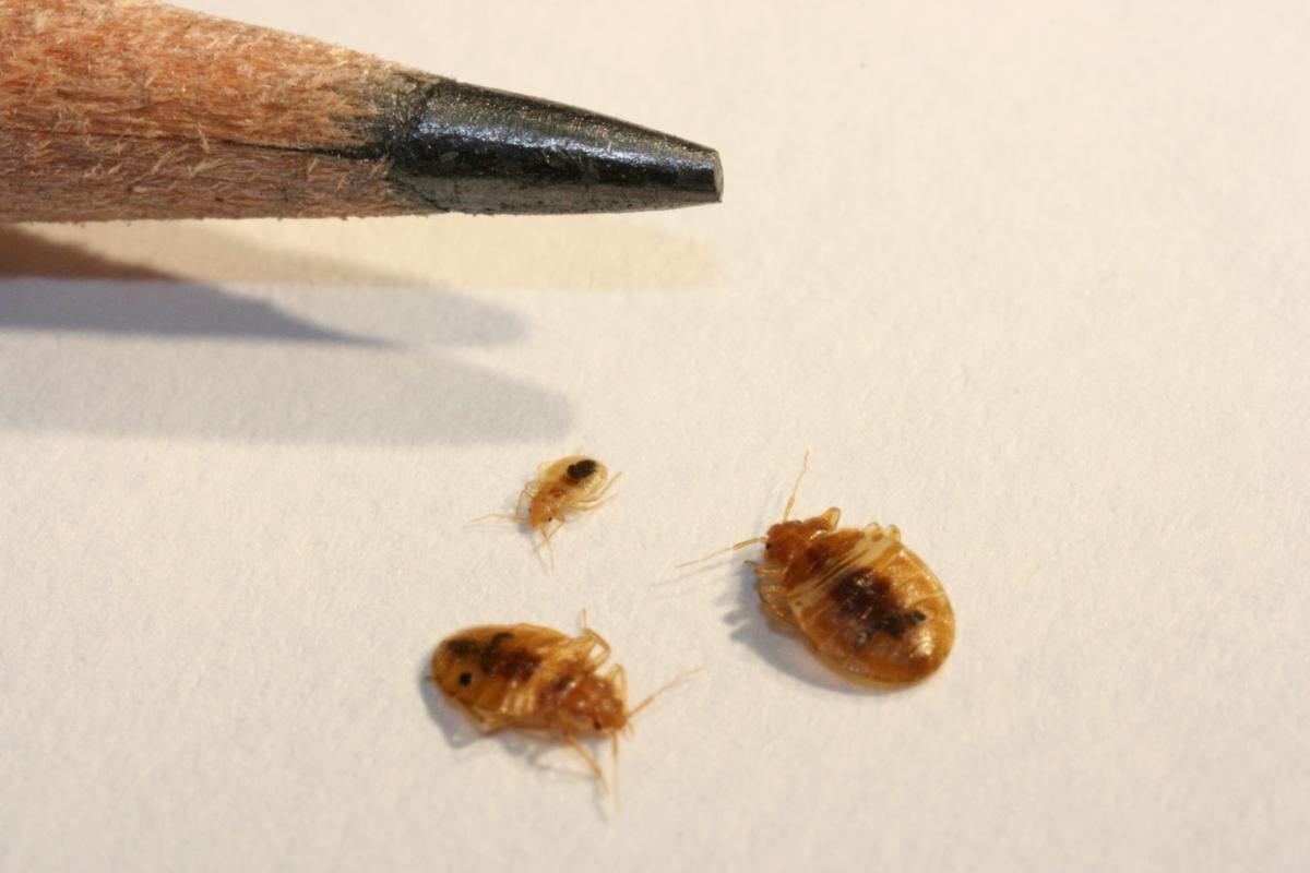 Truly Nolen Tucson Bed Bugs Truly Nolen Tucson Bed Bugs