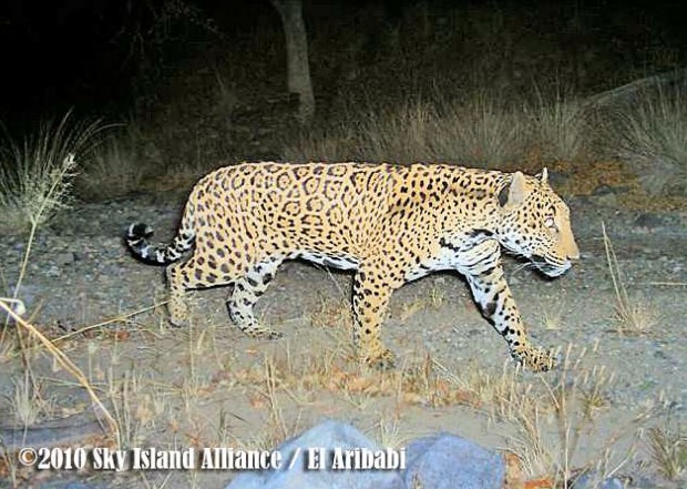 Captan a Jaguar al Sur de la frontera de Arizona   