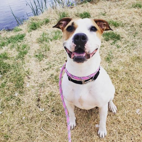 Adopt a friend: Walker Annie