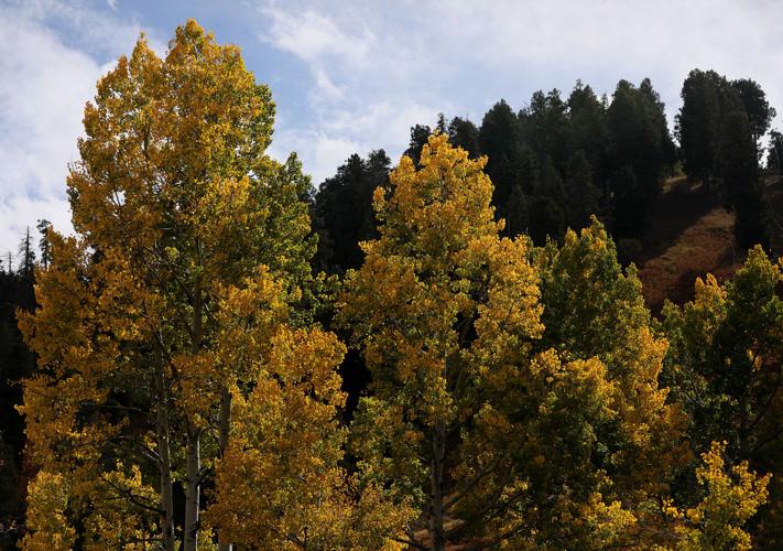 Fall foliage on Mount Lemmon, 2023