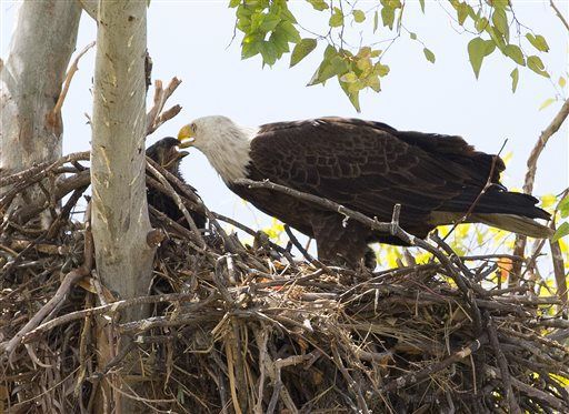 Bald eagles' nest in Scottsdale