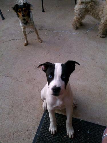 Happy National Dog Day!