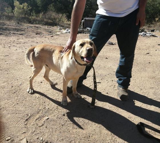 Bongo perro labrador donado a las Buscadoras