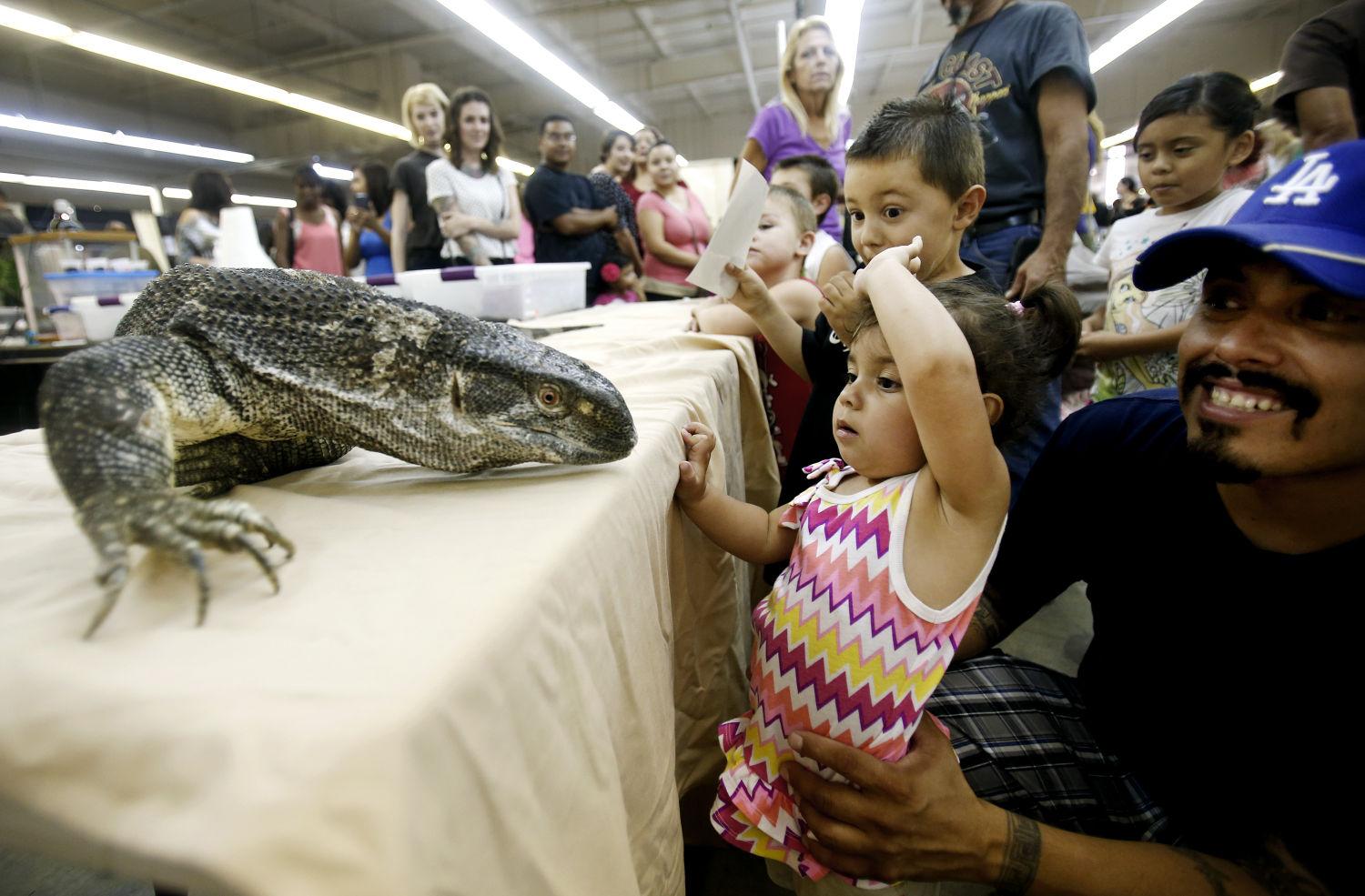 Photos: Tucson Reptile and Amphibian Show | Local news | tucson.com