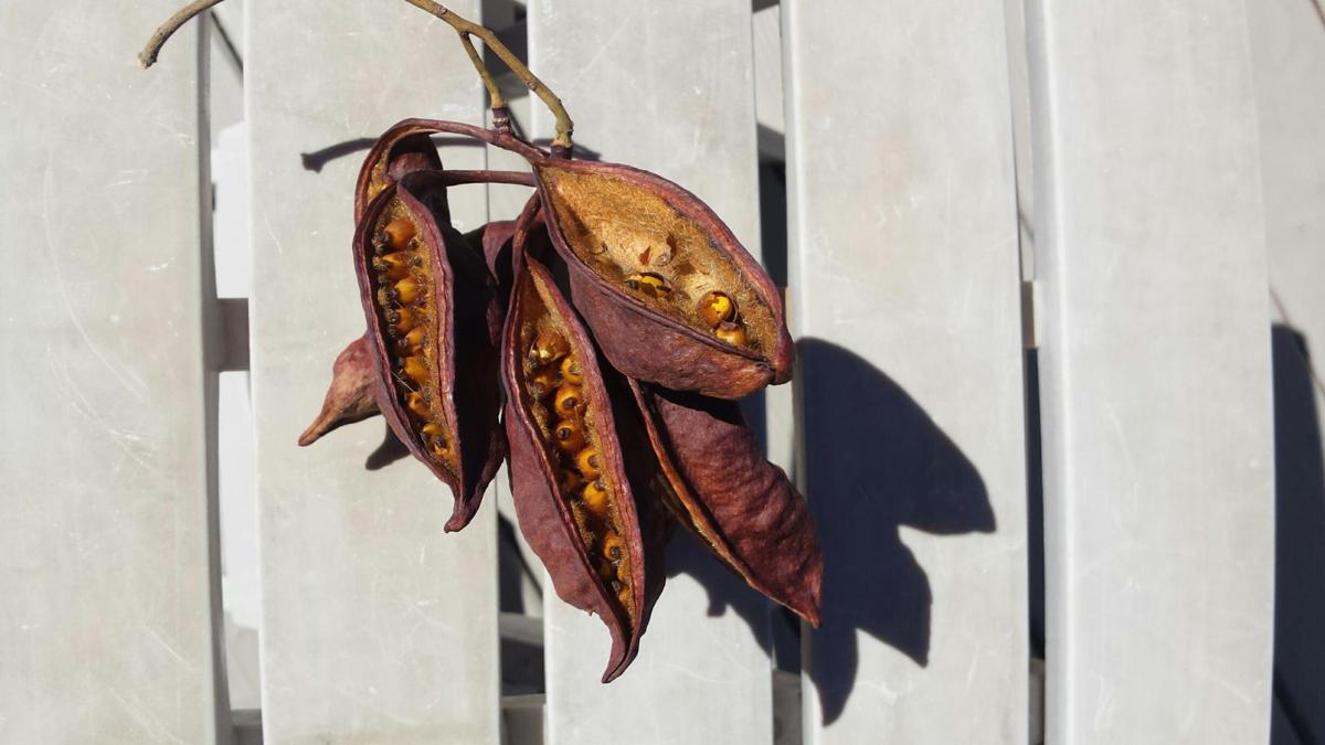 Seedpods from Australian bottle tree