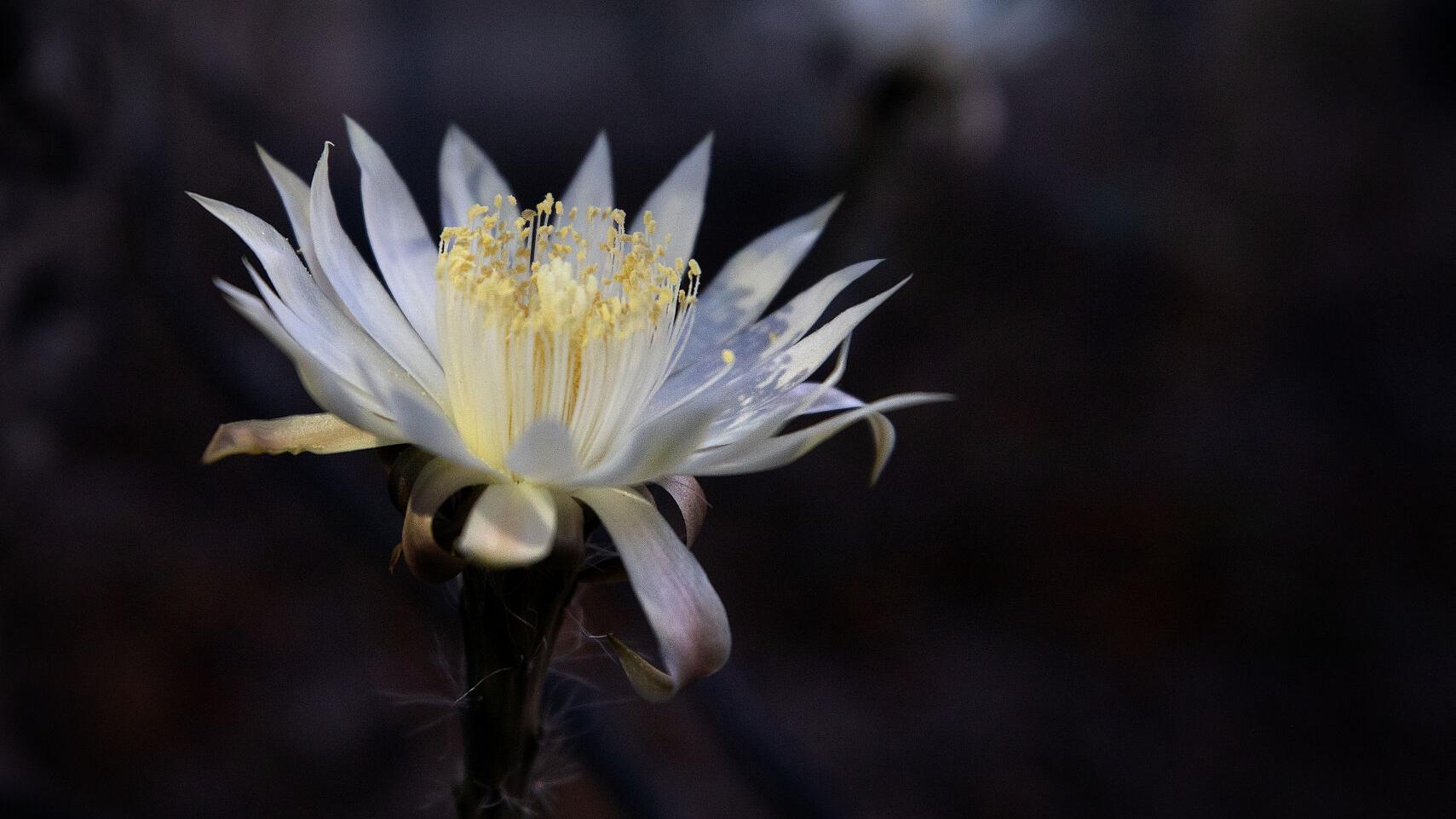 Photos: Queen of the Night blooms at Tohono Chul Park, 2023 - Vimarsana News
