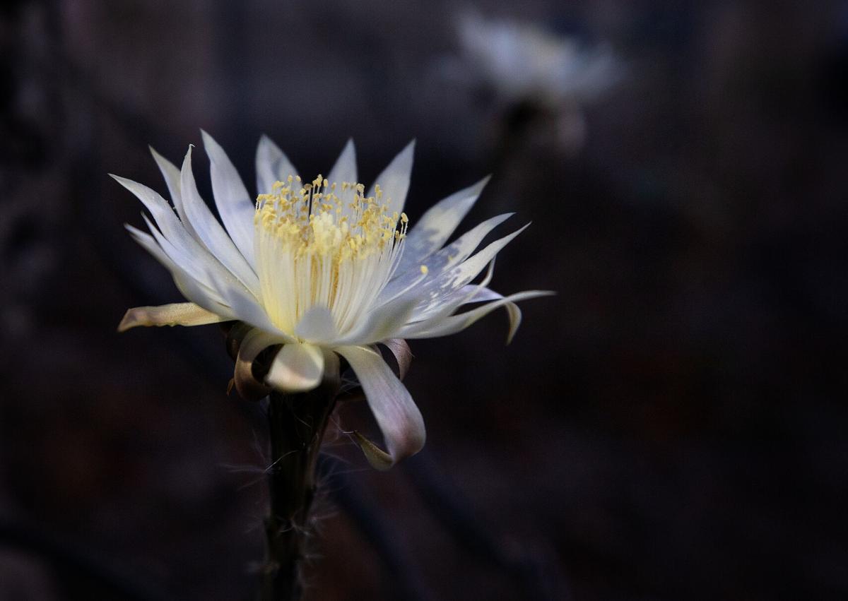 Magical 'Queen of the Night' Flowers Are Blooming All Over Sarasota