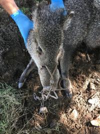Reward offered after illegally trapped javelina's injuries require euthanization
