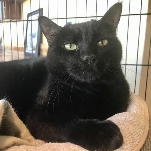 Adopt a friend: Franken