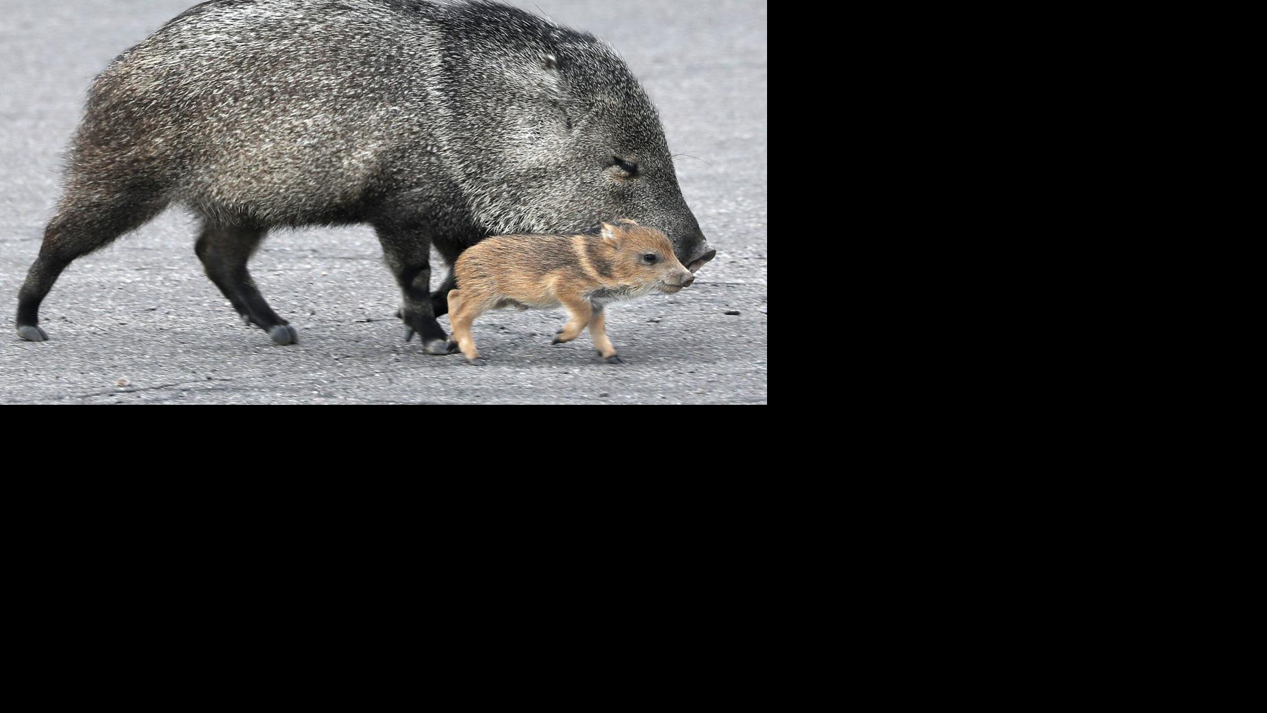Javalinas jóvenes andan en la calle