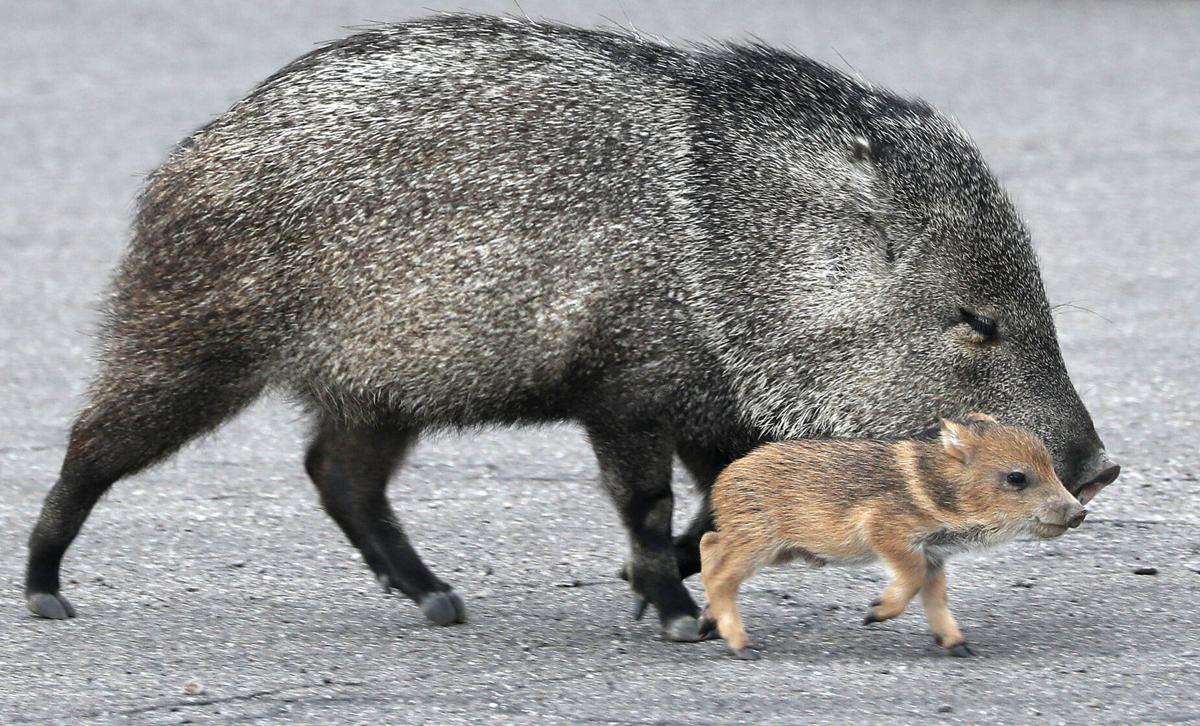 Javelina (LE)
