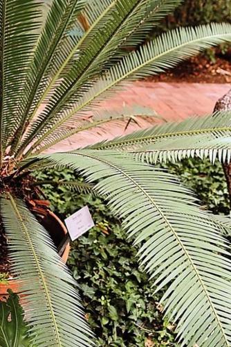 Plants from the past  