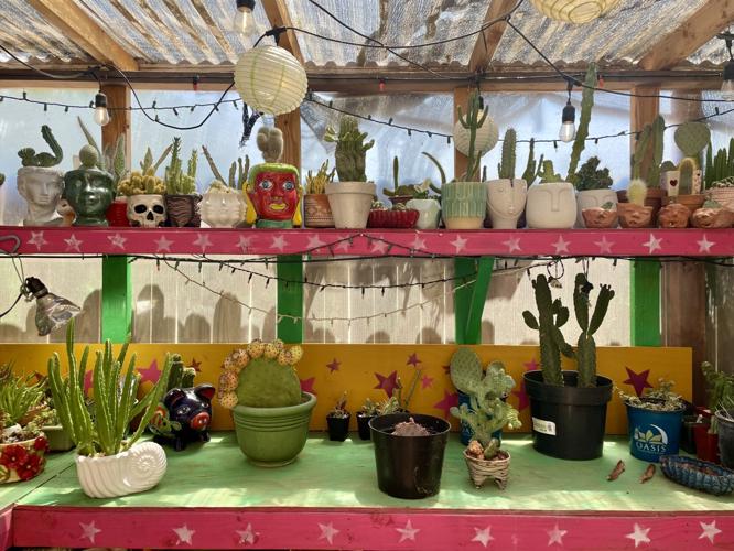 Prickled Pink Plants