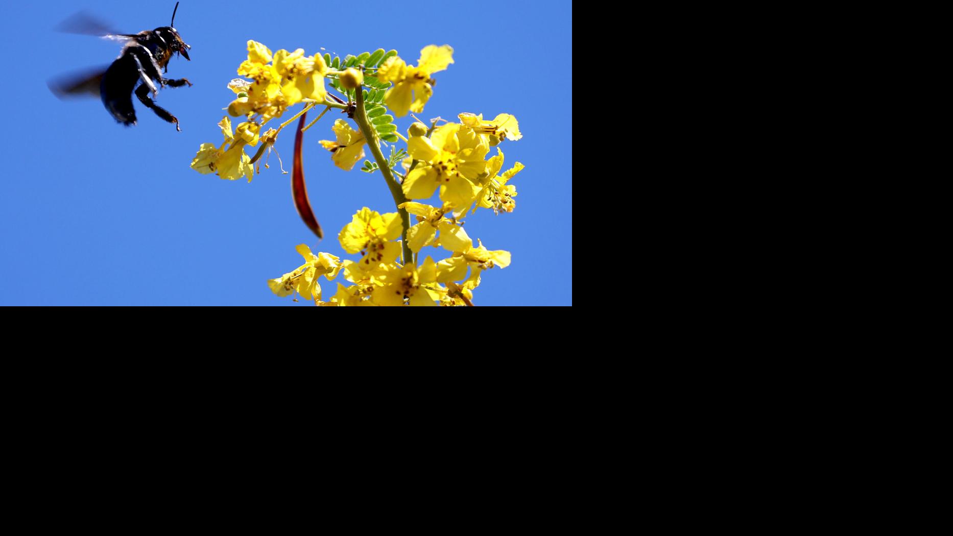 Tucson businesses offer April specials for palo verde fest