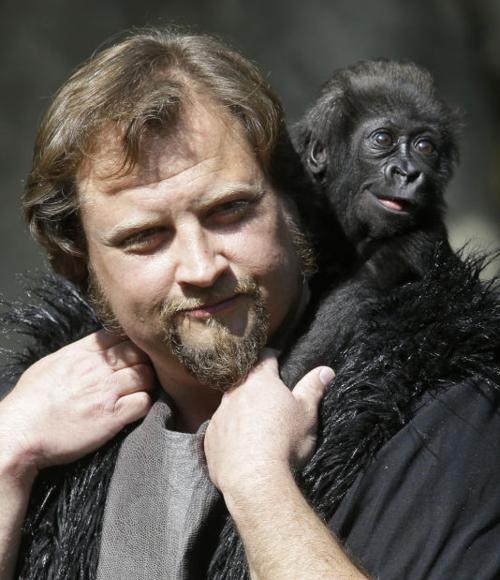 Baby gorilla meets public