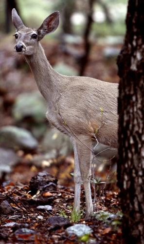 After the fire at Chiricahua National Monument