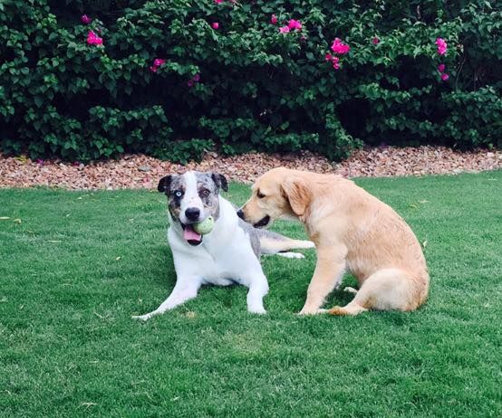 Happy National Dog Day!