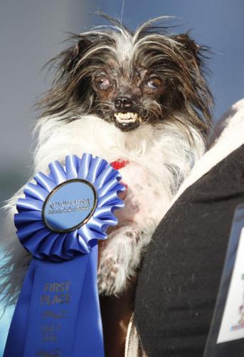 World's Ugliest Dog