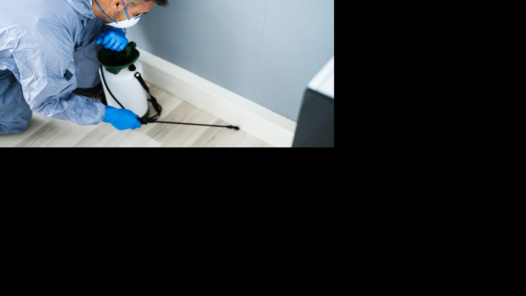 Rosie on the Household: Rid your residence of pests | House & Backyard