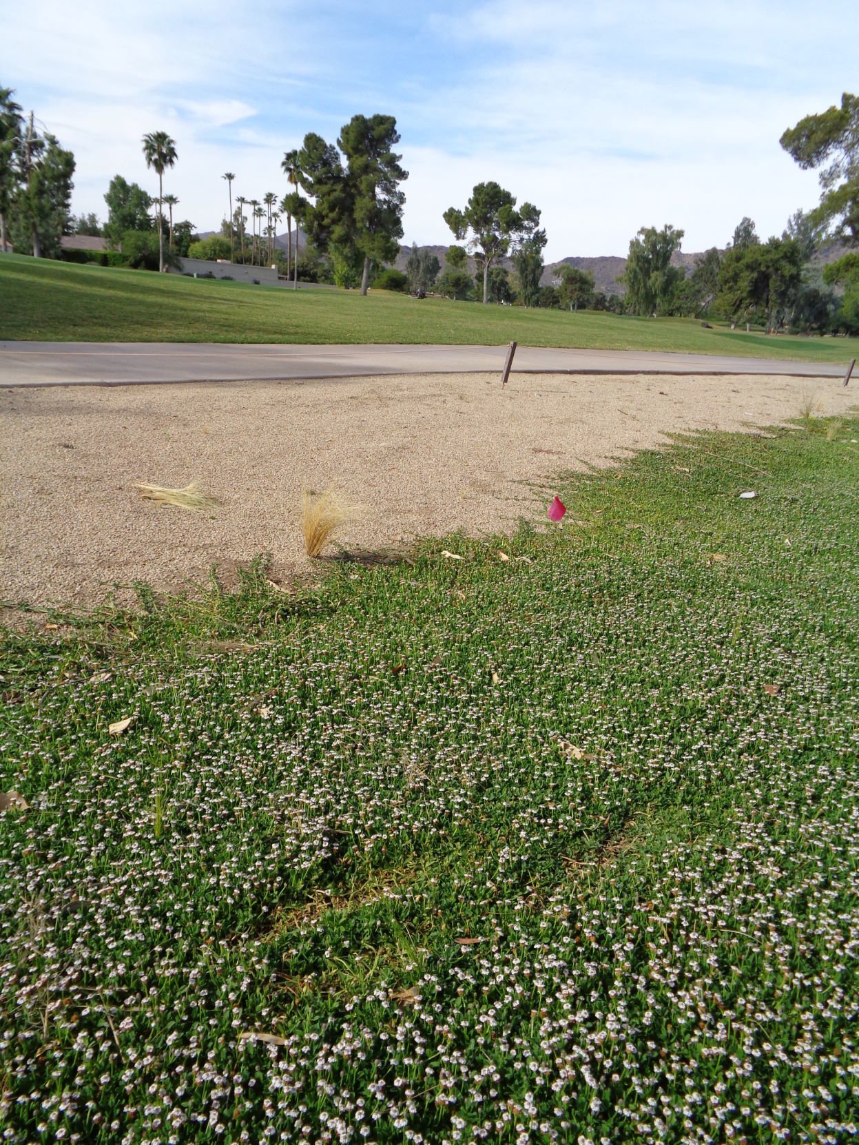 grass in lawn