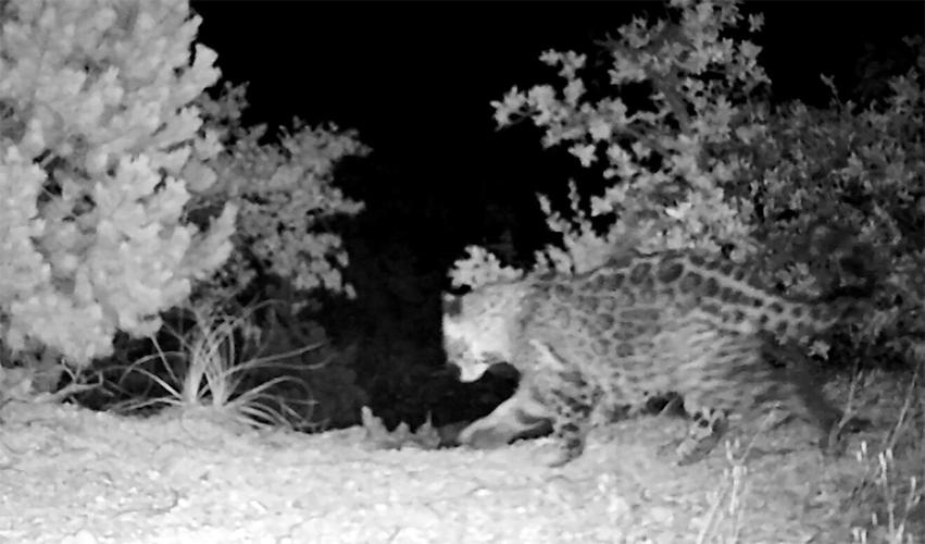 Female jaguar confirmed in northern Sonora near US border, researchers say