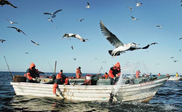 Giant squid, giant opportunity  