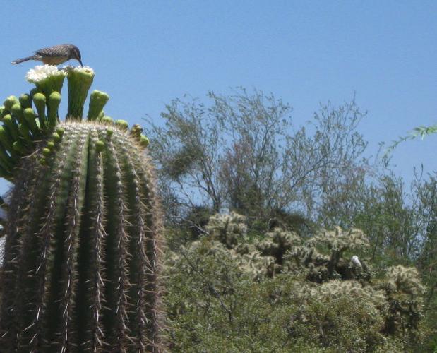 Saguaro flowers 