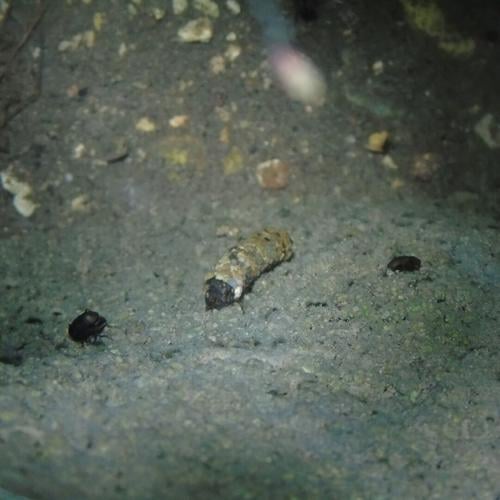 Beyond the Surface: Life Inside a Spring