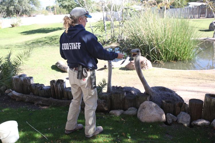 Nandi's Neighbors: Ostriches Lucy and Ethel mimic the comic pair