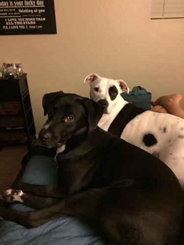 Happy National Dog Day!