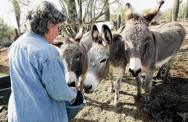 Stray livestock, owners now can reunite in big cyber-corral  