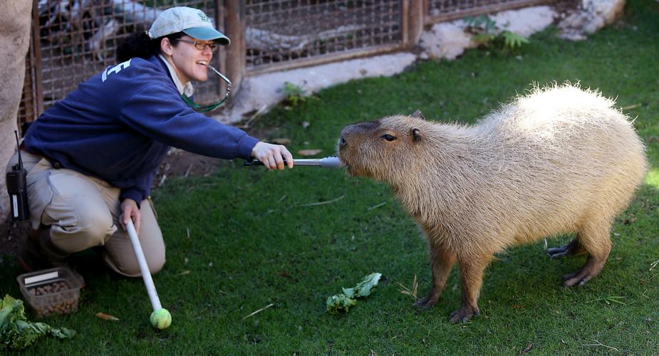Reid Park Zoo capybara