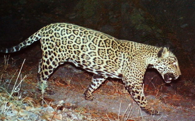 Jaguar-Southwest Habitat