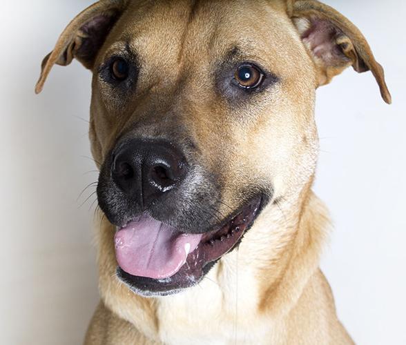 Adopt a Friend: Hotch