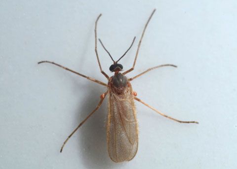 Hidden Wildlife — Saguaro National Park East