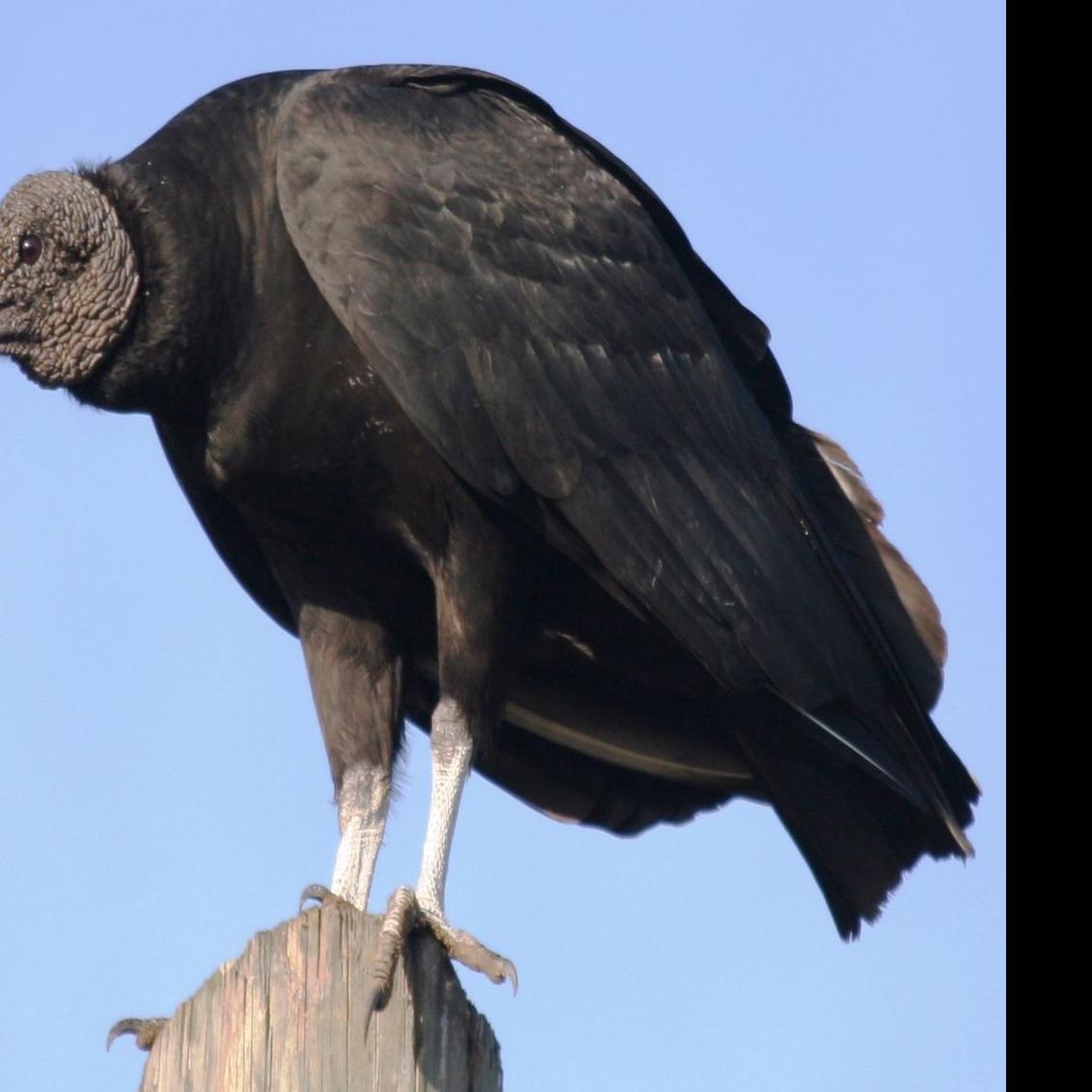Vultures And The Zone Tailed Hawk Saddlebag Notes Tucson Com