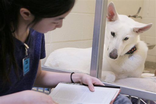 Reading to Dogs