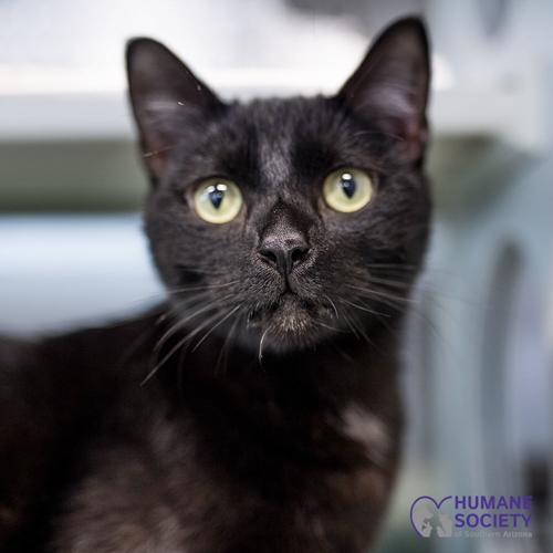 Adopt a friend: Mr. Kit Kat