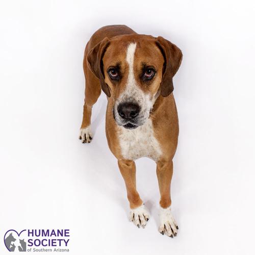 Adopt a friend: Pumper