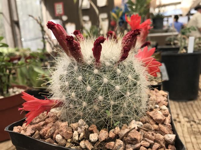 Tohono Chul Spring Plant Sale