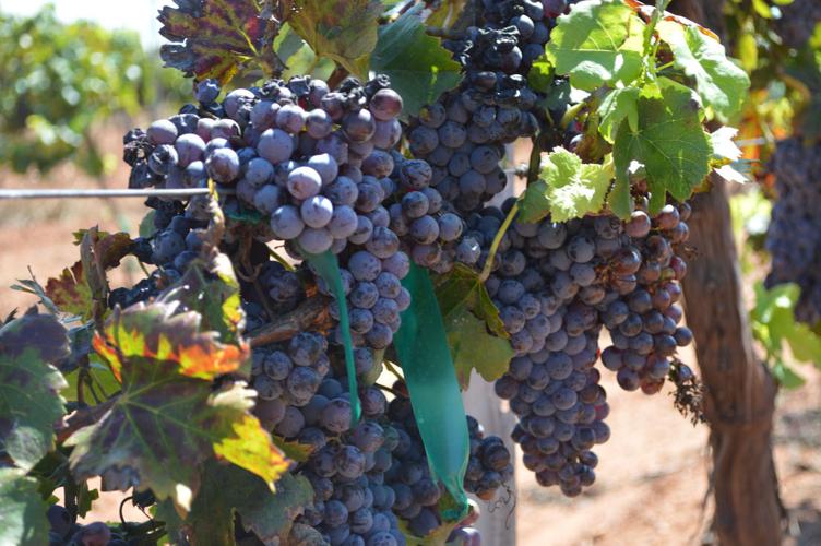 Rancho Rossa Vineyards