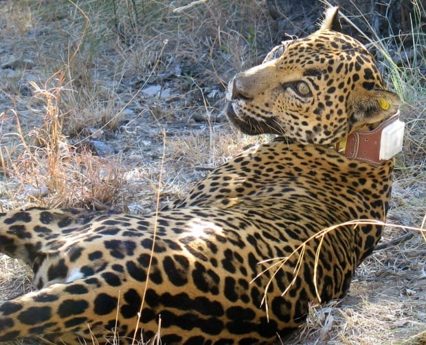 VIDEO: Collared red leopard earns spot in history