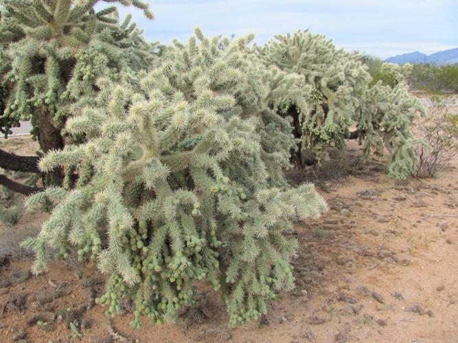 Chain-fruit cholla