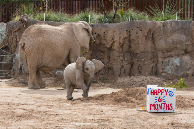 Baby elephant Nandi's party