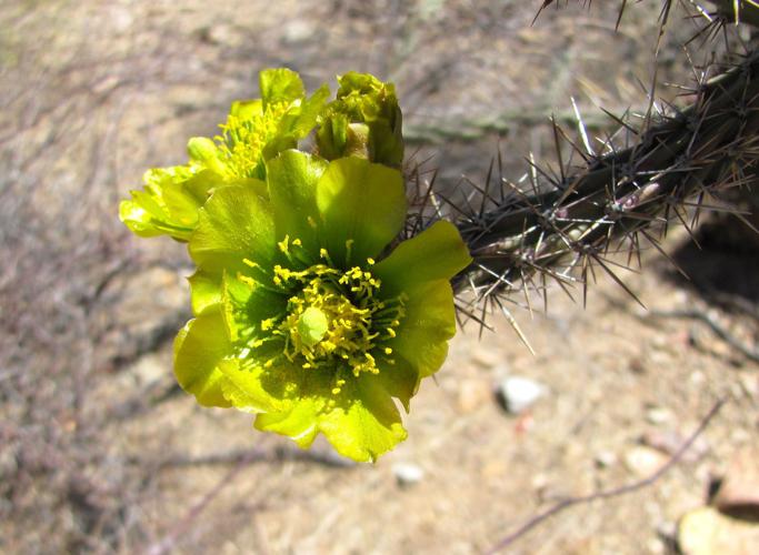 Cholla cactus